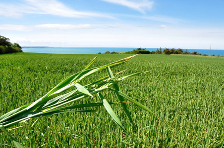 场景 黑麦 耳朵 季节 农业 收获 谷类食品 风景 土地