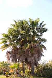 植物学 生长 西班牙 夏天 棕榈 植物 环境 季节 树叶