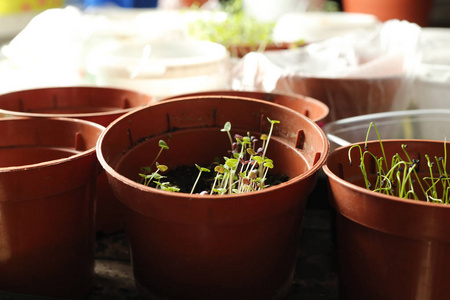 温室 农业 环境 新的 过程 行业 太阳 幼树 起源 植物