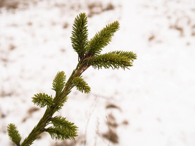美丽的 特写镜头 木材 森林 纹理 分支 冷杉 圣诞节 冬天