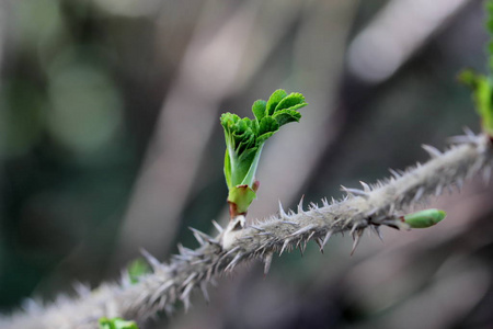 生活 新的 春天 植物 花园 植物区系 细枝 花的 森林