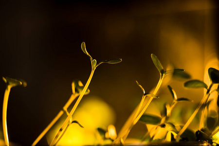 自然 植物学 栽培 目标 新的 幼树 污垢 植物 地球 幼苗