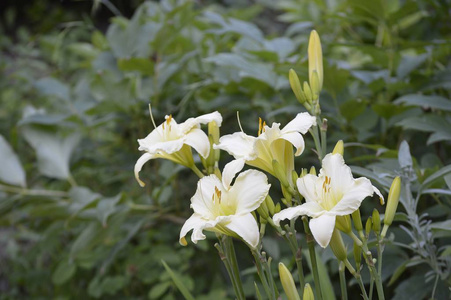 植物 花儿 百合 流血