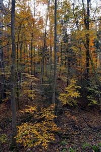 树叶 场景 美丽的 颜色 植物 落下 风景 自然 森林 木材