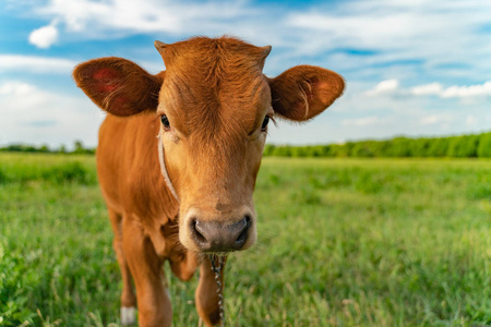 小牛在草地上吃草，特写