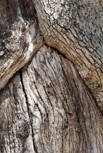 林业 森林 历史 古董 裂纹 损害 松木 老年人 植物 木板