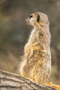 非洲 狐獴 苏里塔 沙漠 可爱极了 南方 毛茸茸的 动物群