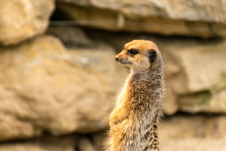 南方 狐獴 动物园 荒野 面对 生物 鼻子 猫鼬 动物 哺乳动物
