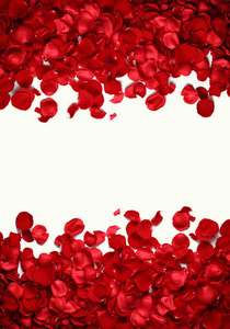 浪漫的 玫瑰 情人 庆祝 美女 颜色 礼物 周年纪念日 花瓣