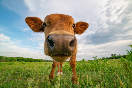 有趣的小牛站在绿色的草地上，用广角镜头拍摄。