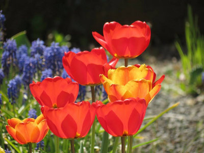 花儿 植物 草地 三色堇 五颜六色 繁荣的 郁金香 春天
