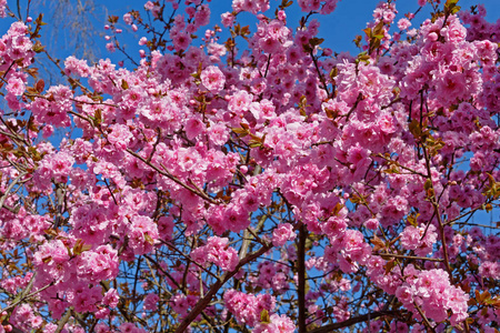 美女 粉红色 分支 花瓣 自然 花的 美丽的 植物 樱花