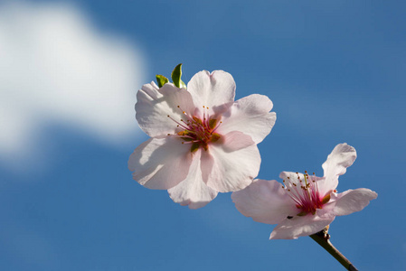 特写镜头 分支 开花 公园 花瓣 植物区系 夏天 盛开 日本人