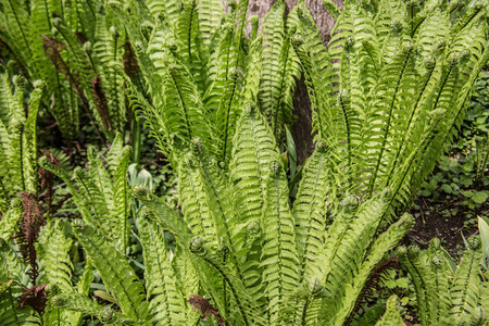 美丽的 生长 杂草 草本植物 环境 植物 化石 森林 季节