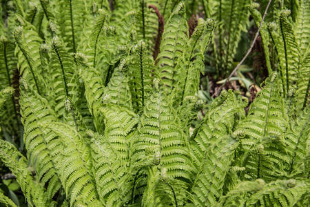 颜色 杂草 特写镜头 植物区系 蕨类植物 自然 生长 花园