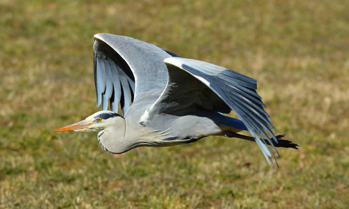 动物 野生动物 羽毛 苍鹭 动物群 伟大的 自然 起飞 水禽