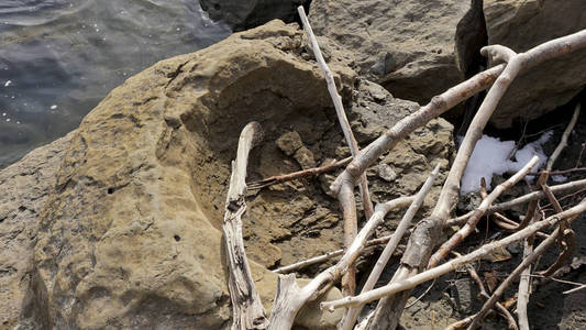 古老的 狩猎 腐蚀 菊石 卷轴 海滩 石化 收集 搜索 化石