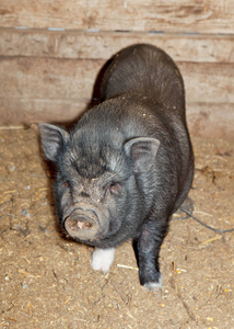 粉红色 草地 宠物 越南人 可爱的 小猪 美好的 猪肉 亚洲