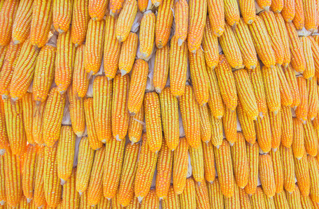 植物 圆面包 甜玉米 粮食 食物 特写镜头 种子 营养 蔬菜