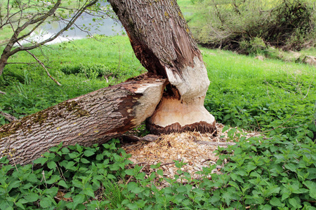 海狸咬的树图片