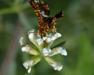 天线 动物 昆虫 蝴蝶