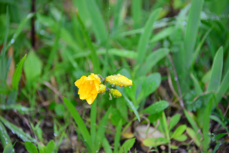 春天 植物学 灌木 五花八门 意大利 流血 花园 树叶 植物