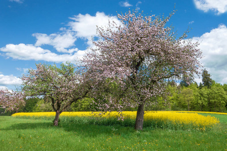 自然 植被 德国 开花 美丽的 季节 田园风格 田园诗 植物