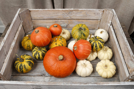 Wooden box with colorful pumpkins. 