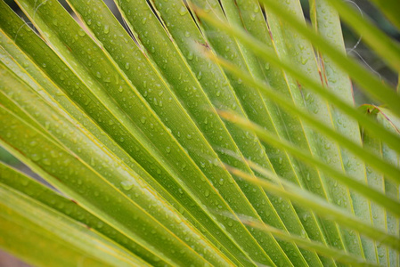 夏天 颜色 环境 植物学 自然 花园 棕榈 植物 植物区系