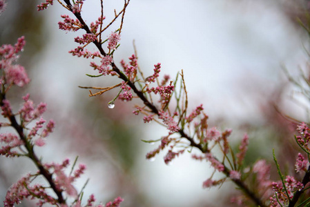 分支 春天 花瓣 美女 季节 粉红色 罗望子 植物 美丽的