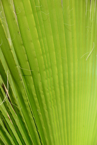 自然 纹理 环境 棕榈 西班牙 植物区系 树叶 生活 植物