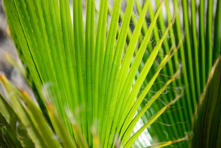 树叶 春天 自然 植物 植物区系 环境 夏天 纹理 棕榈