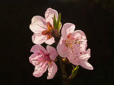 日本人 樱桃 植物 美女 植物学 开花 自然 公园 分支