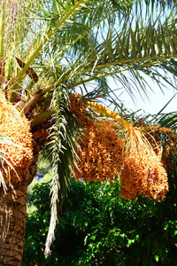 西班牙 花园 森林 风景 椰子 棕榈 旅行 夏天 植物 公园