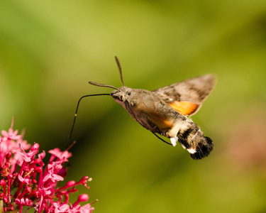 昆虫 特写镜头 动物 翅膀 花园 春天 夏天 野生动物 植物