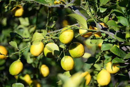 自然 分支 农业 酸的 果园 收获 甜的 季节 夏天 水果