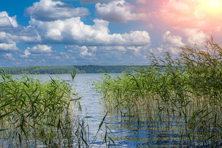 湖面上的芦苇在蓝天和阳光的映衬下。