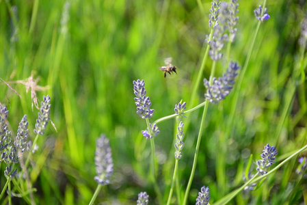 美女 紫罗兰 昆虫 特写镜头 夏天 花园 西班牙 领域 美丽的