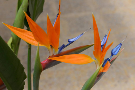 颜色 自然 特写镜头 花的 植物学 开花 植物区系 花瓣