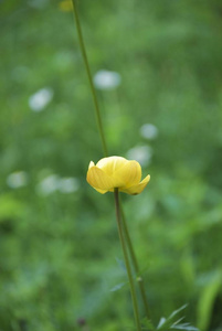 特写镜头 开花 夏天 花瓣 毛茛 美女 春天 颜色 花园