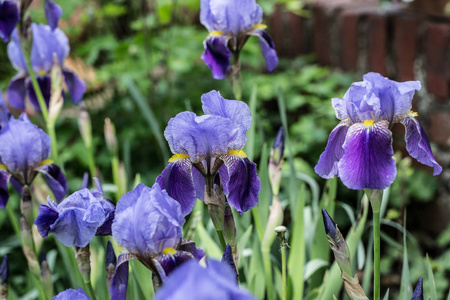 自然 特写镜头 颜色 开花 紫色 植物 花园 春天 美女