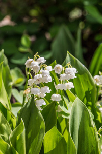 杂草 开花 自然 春天 夏天 植物 特写镜头 季节 植物学