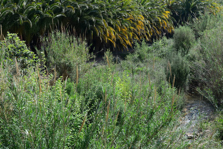 环境 植物 美丽的 自然 生长 植物区系 树叶 棕榈 花园