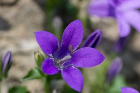 繁荣的 紫罗兰 开花 美极了 树叶 五颜六色 五花八门 假山