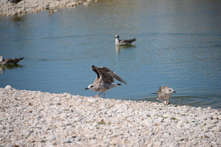 海洋 海滩 夏天 羽毛 飞行 自然 鸭子 西班牙 动物 地中海
