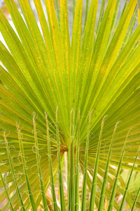 生活 棕榈 树叶 颜色 植物学 生长 植物区系 花园 美丽的