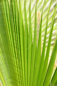 植物学 生活 自然 特写镜头 植物区系 纹理 生长 棕榈