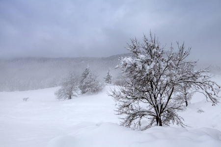 积雪 森林 冬天 风景 乡村 十二月 自然 在里面 一月