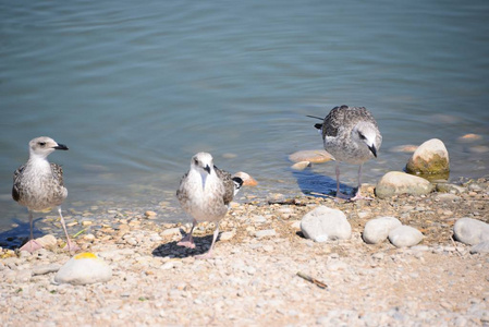 自然 夏天 海鸥 海鸟 地中海 海岸 动物 羽毛 海洋 西班牙