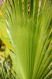 颜色 植物 植物学 纹理 环境 夏天 春天 森林 自然 植物区系